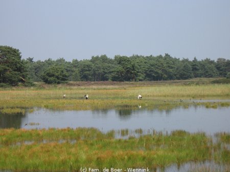 110804_140421-IMG_0470.JPG