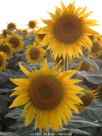 150716_202143-IMG_8853.JPG
