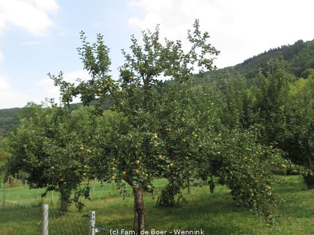 180817_141447-IMG_9351.JPG