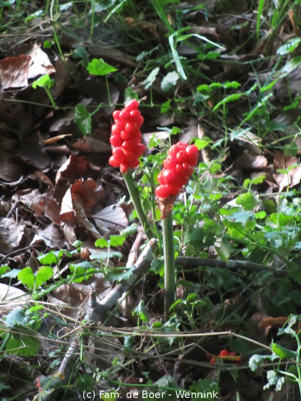 200729_211042-IMG_4767.JPG