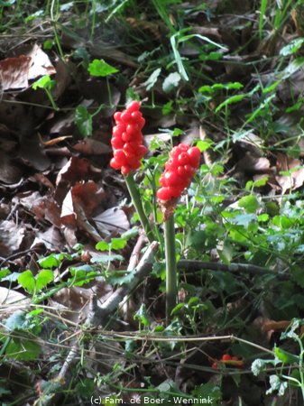 200729_211042-IMG_4767.JPG