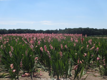 200730_132020-IMG_4785.JPG