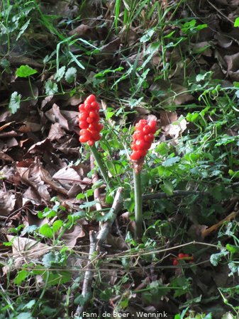 200730_210616-IMG_4814.JPG