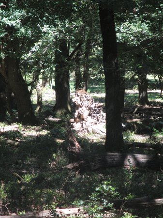 200805_134516-IMG_4910.JPG