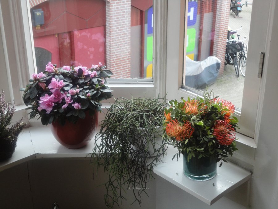 DSC00804.JPG