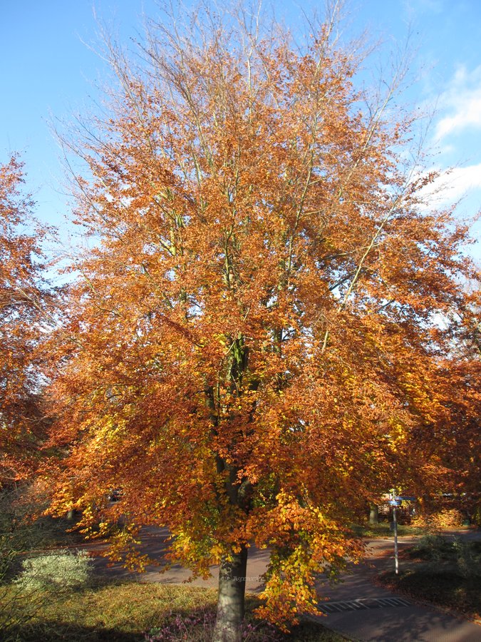 IMG_6729.JPG