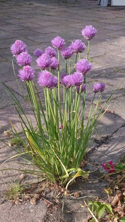 DSC_0166.JPG