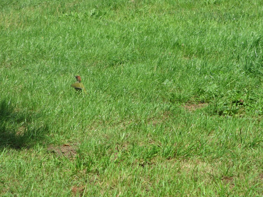 IMG_5387.JPG