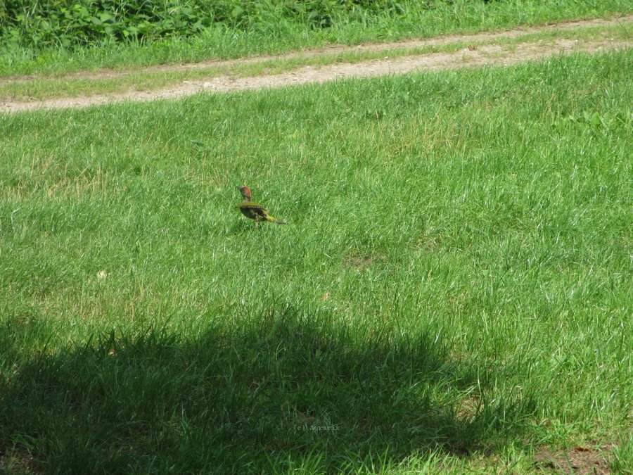 IMG_5388.JPG