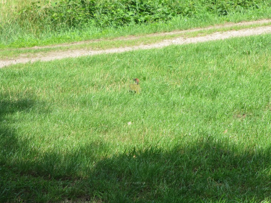 IMG_5389.JPG