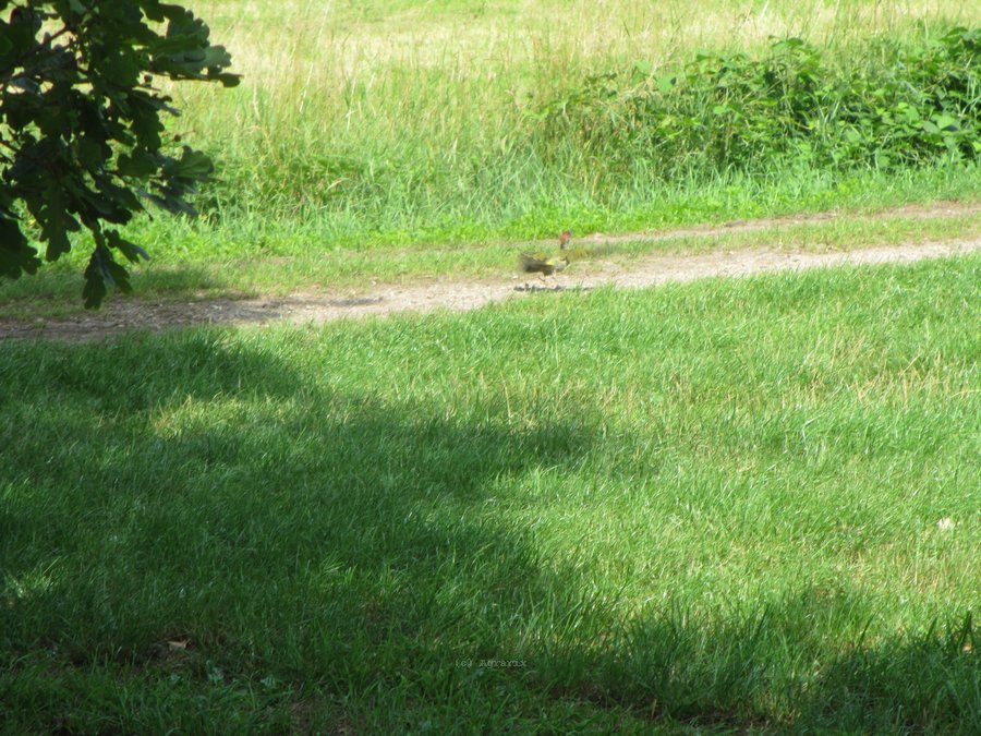 IMG_5390.JPG