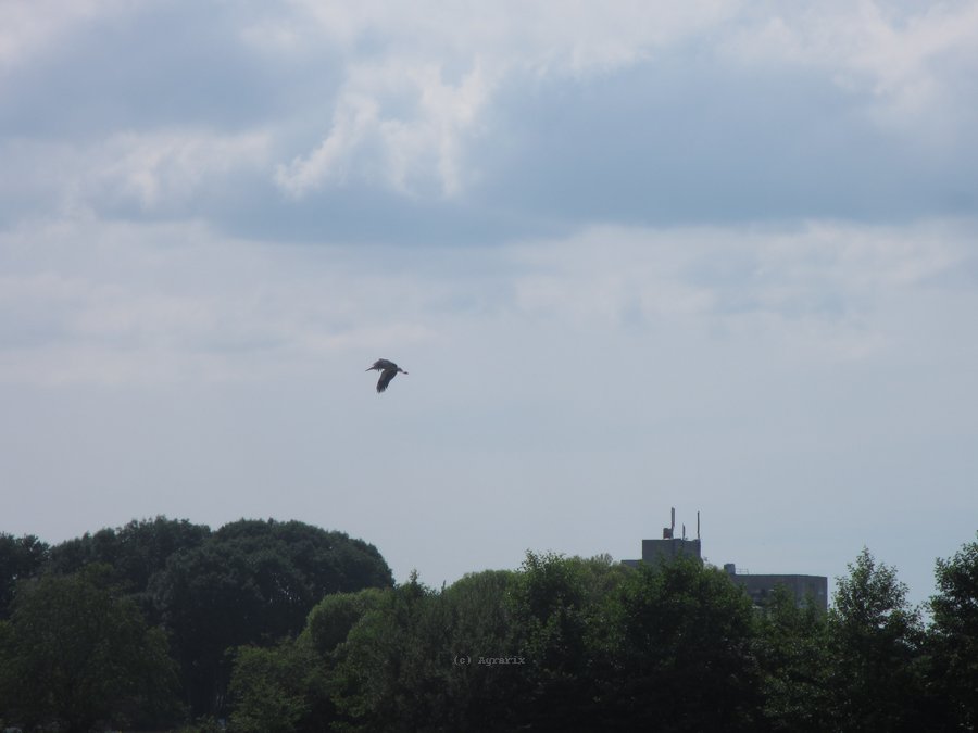 IMG_5393.JPG