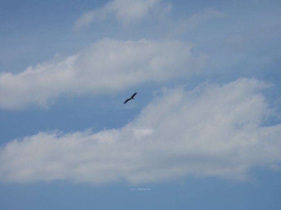 IMG_5394.JPG
