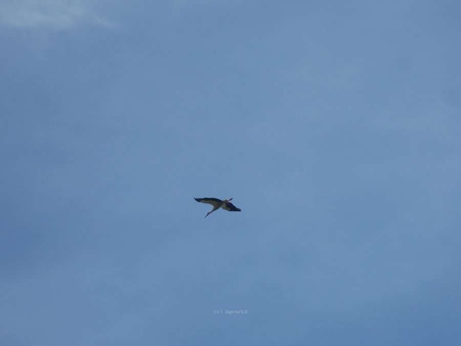 IMG_5398.JPG