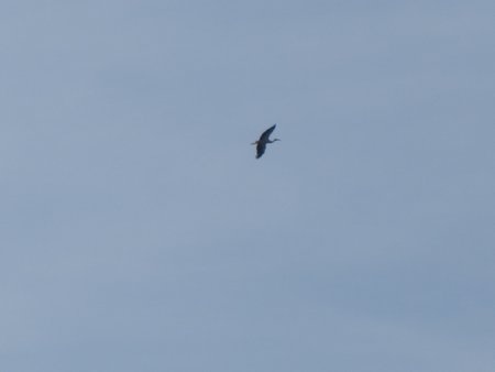 IMG_5397.JPG