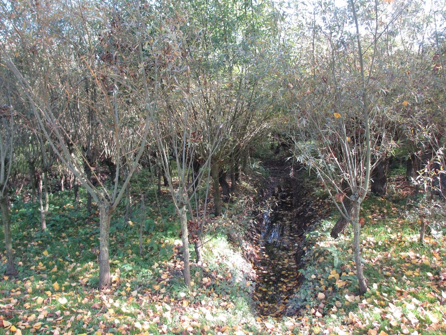 IMG_9830.JPG