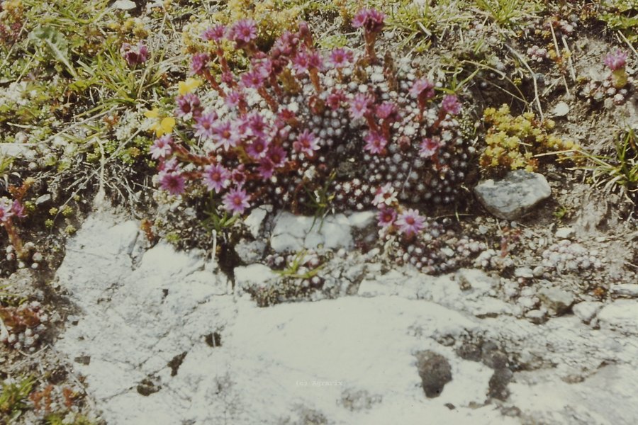 PICT0042.JPG