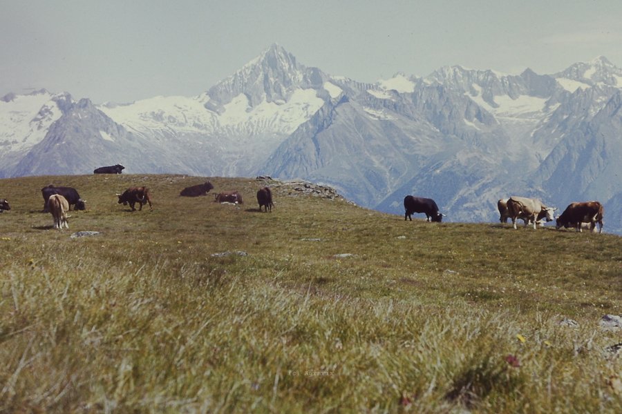 PICT0085.JPG