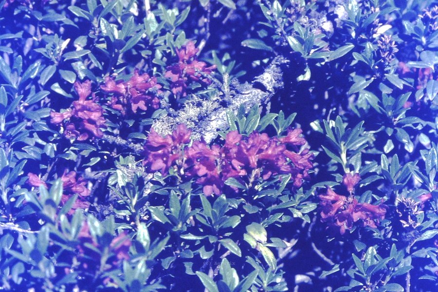 PICT0153.JPG