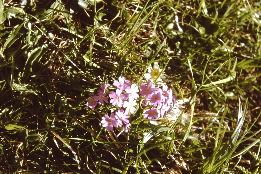 PICT0154.JPG
